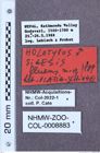 Etikette zu Silesis fluens (Platia & Schimmel, 1991) (NHMW-ZOO-COL-0008883)